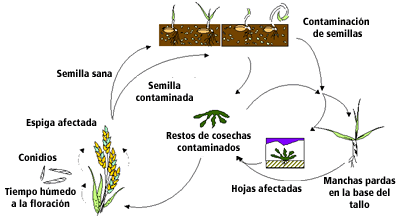 Ciclo de Fusarium